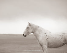 Load image into Gallery viewer, &quot;Valley Girl II&quot;     Wild Horse Photograph.
