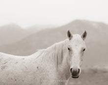 Load image into Gallery viewer, &quot;Valley Girl III&quot;     Wild Horse Photograph.
