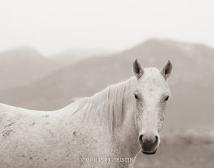 "Valley Girl III"     Wild Horse Photograph.