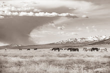 Load image into Gallery viewer, &quot;A Day to Remember&quot; Wild Horse Photograph
