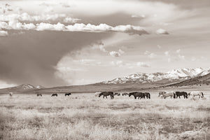 "A Day to Remember" Wild Horse Photograph