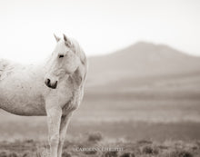 Load image into Gallery viewer, &quot;Valley Girl I&quot;     Wild Horse Photograph.
