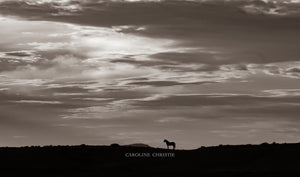 "Sunrise"