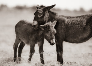 "Burro Snuggles"