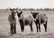 Load image into Gallery viewer, &quot;Who&#39;s there?&quot;
