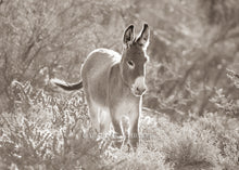 Load image into Gallery viewer, &quot;Pretty Lady&quot;
