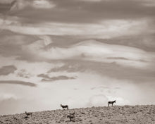 Load image into Gallery viewer, "Big Sky Burro"
