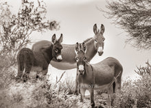 Load image into Gallery viewer, &quot;Home In The Desert&quot;
