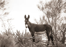 Load image into Gallery viewer, &quot;Cute as a button&quot;
