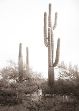 Load image into Gallery viewer, &quot;Sonoran Beauties&quot;
