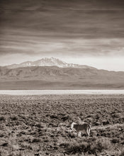 Load image into Gallery viewer, "Their Land"
