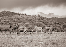 Load image into Gallery viewer, &quot;Rainy Day Burros&quot;
