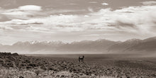 Load image into Gallery viewer, "Wide Open Spaces"
