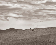 Load image into Gallery viewer, "Big Sky Burro"II
