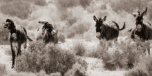Load image into Gallery viewer, "4 Wise Burros III"
