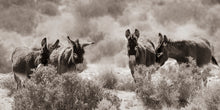 Load image into Gallery viewer, "4 Wise Burros II"
