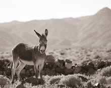 Load image into Gallery viewer, "Mining Burro"
