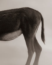 Load image into Gallery viewer, "Caboose"
