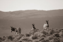 Load image into Gallery viewer, "Over the Hills And Far Away" II
