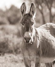 Load image into Gallery viewer, &quot;Wildflower&quot;
