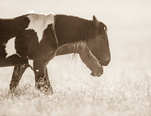 "Golden Light of Day"      Wild Horse Photograph.