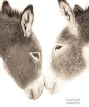 Load image into Gallery viewer, &quot;Burro Bond&quot; Wild Burro Photograph.&quot;
