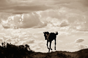 "Yahoo"       Wild Horse Photograph.