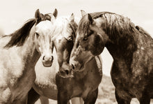 Load image into Gallery viewer, &quot;Friends&quot;       Wild Horse Photograph.
