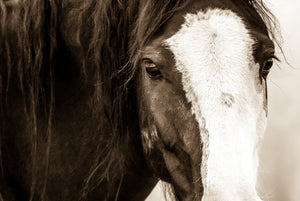 "In Your Eyes"       Wild Horse Photograph.