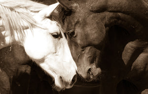 "Yin and Yang"       Wild Horse Photograph.