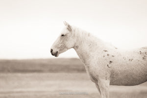 "Valley Girl II"     Wild Horse Photograph.