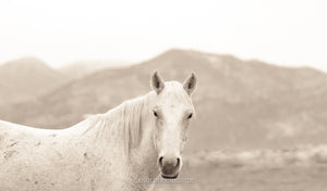 "Valley Girl III"     Wild Horse Photograph.