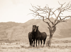 "A Bond For Life" Wild Horse Photograph.