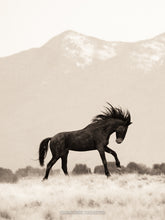 Load image into Gallery viewer, &quot;Wild Heart&quot;   Wild Horse Photograph.
