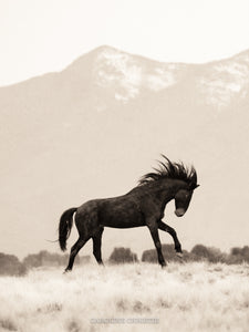 "Wild Heart"   Wild Horse Photograph.