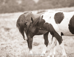 "Greetings"     Wild Horse Photograph.