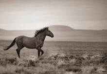 Load image into Gallery viewer, &quot;Who&#39;s the Boss&quot;     Wild Horse Photograph.
