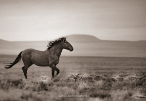 "Who's the Boss"     Wild Horse Photograph.