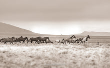 Load image into Gallery viewer, &quot;Living wild, Living Free&quot;     Wild Horse Photograph.
