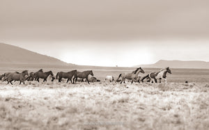 "Living wild, Living Free"     Wild Horse Photograph.