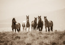 Load image into Gallery viewer, &quot;The Boys Are Back in Town&quot;&quot;      Wild Horse Photograph.
