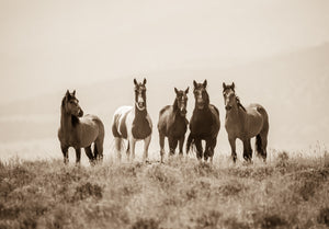 "The Boys Are Back in Town""      Wild Horse Photograph.