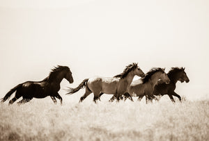 "Dancing in the Meadow"       Wild Horse Photograph.