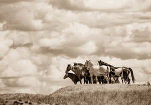 "On The Range III"     Wild Horse Photograph.