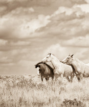 Load image into Gallery viewer, &quot;Rest and Restore&quot;      Wild Horse Photograph.
