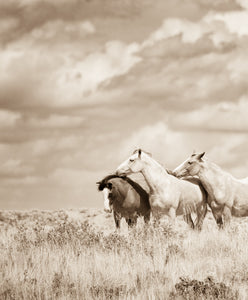 "Comfort IV"      Wild Horse Photograph.