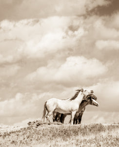 "Standing Strong"      Wild Horse Photograph.