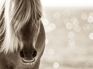 "Untouched Beauty"     Wild Horse Photograph.