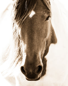 "Mirror"      Wild Horse Photograph.