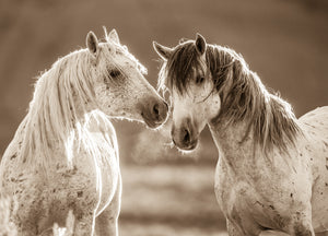 "Close Enough"      Wild Horse Photograph.